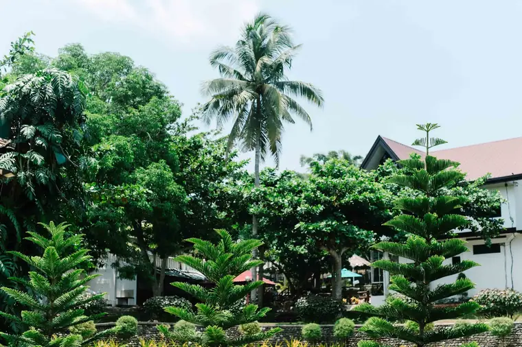 The grounds